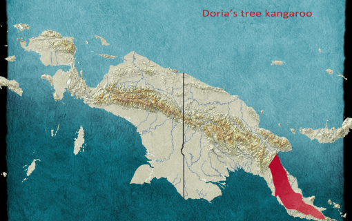 Doria's tree kangaroo